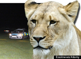 PHOTO: Essex Lion Is Found 