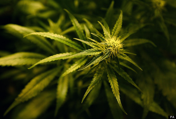 cannabis
