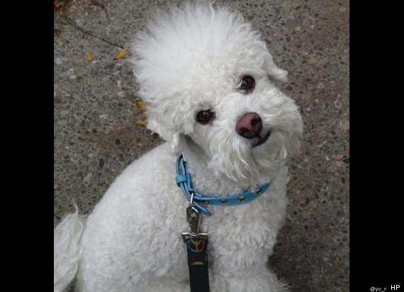 mookie
