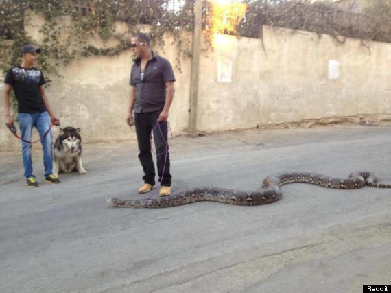 guy walks snake
