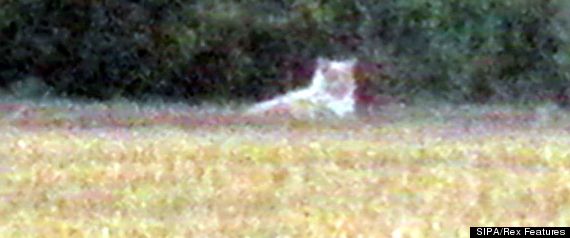 essex lion