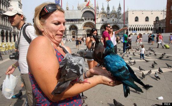 pigeons
