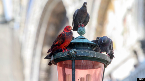 pigeons lamp