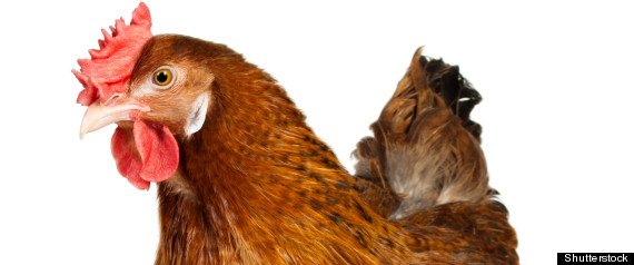 Chicken