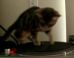 cute-animal-videos