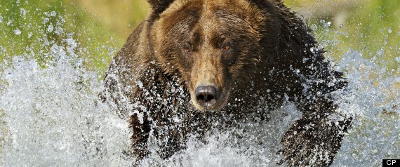 Grizzly