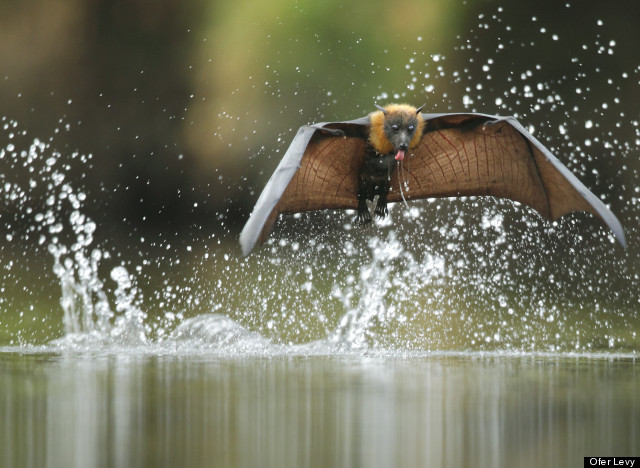 ofer levy flyby drinking