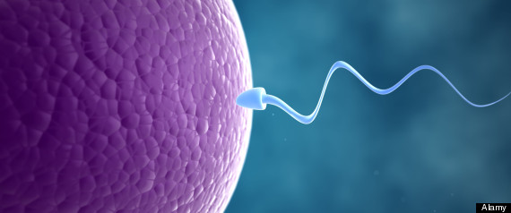 Sperm