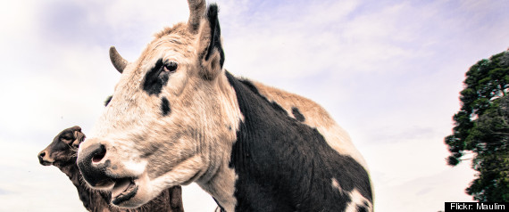 Cow