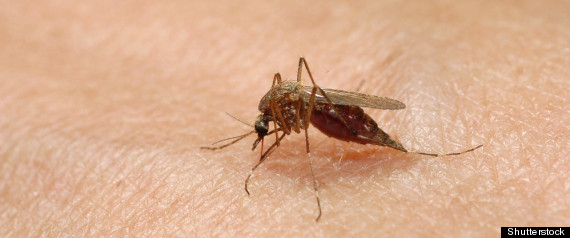 West Nile Ontario