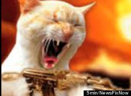 I Can Haz Film Festival?