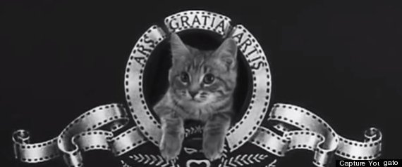 Gato