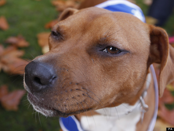 bull terrier