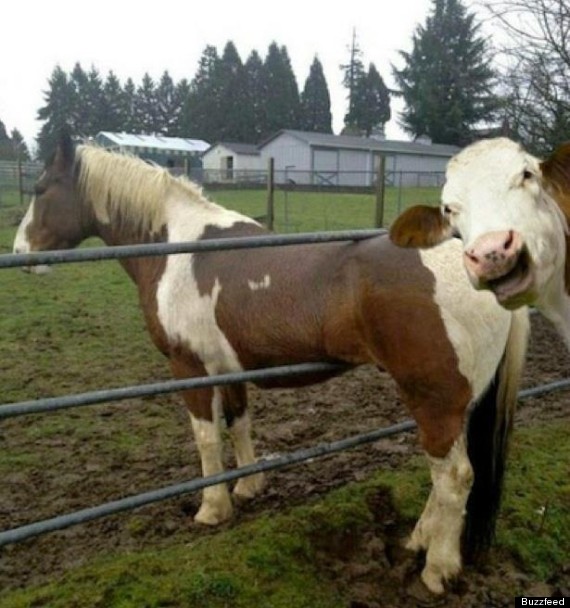 o-COW-PHOTOBOMBS-HORSE-570.jpg?4