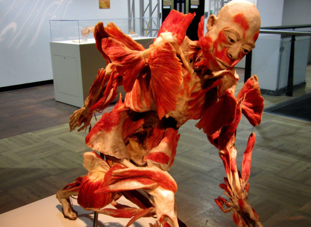 bodies revealed