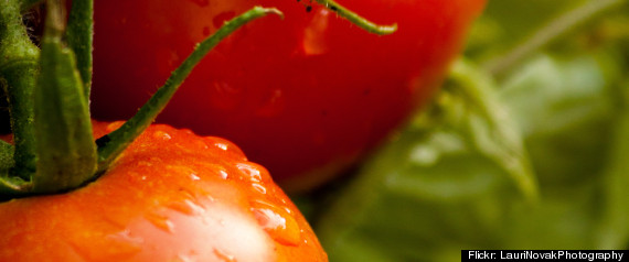 Organic Tomatoes