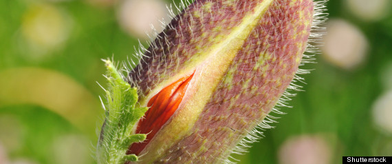 http://i.huffpost.com/gen/757313/thumbs/r-POPPYSEED-FLOWER-large570.jpg