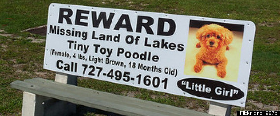 Missing Pets Internet