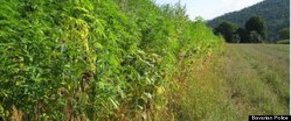 German Farmer Accidental Cannabis