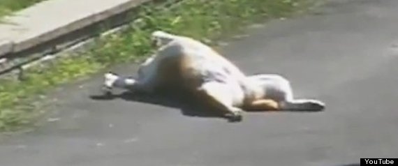 Dogplaysdead