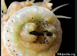 These Terrifying Worms Will Make Your Skin Crawl