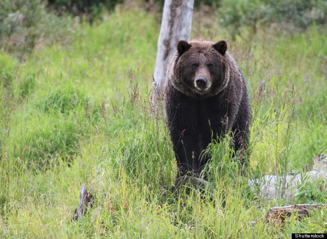 http://urls.re/S3R .National Geographic Drops Hunter After Public Outrage