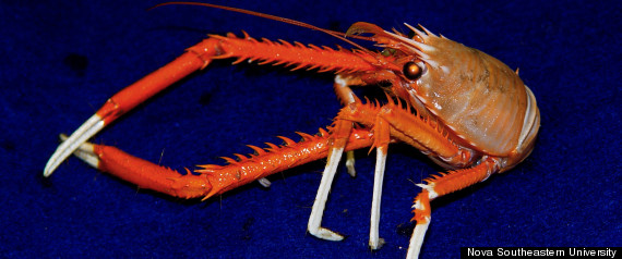Deep Sea Crab