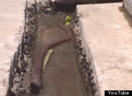 GLOBAL WORMING: 19-Inch Earthworm Found In China