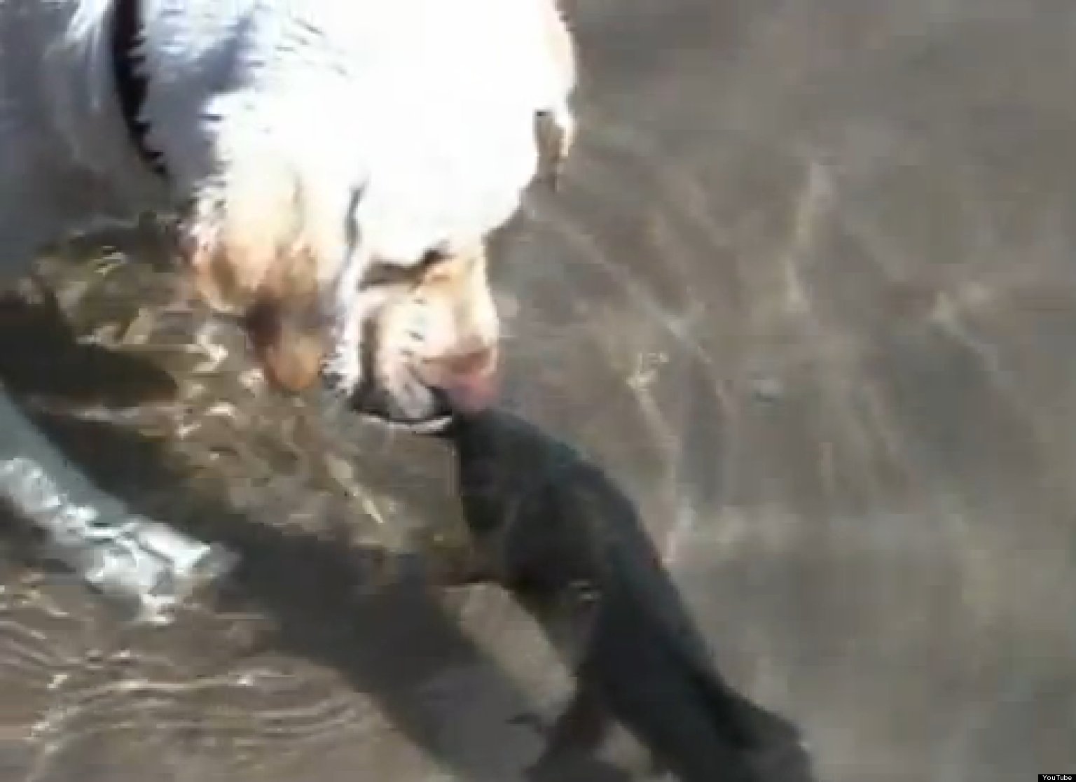 Dog And Fish Are Friends Cute/Ridiculous Animal Thing Of The Day (VIDEO)