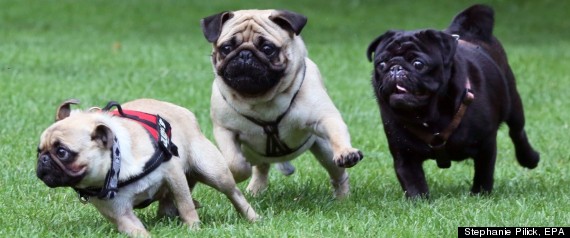 German Pug Races