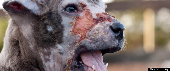 Surrey Puppy Abused