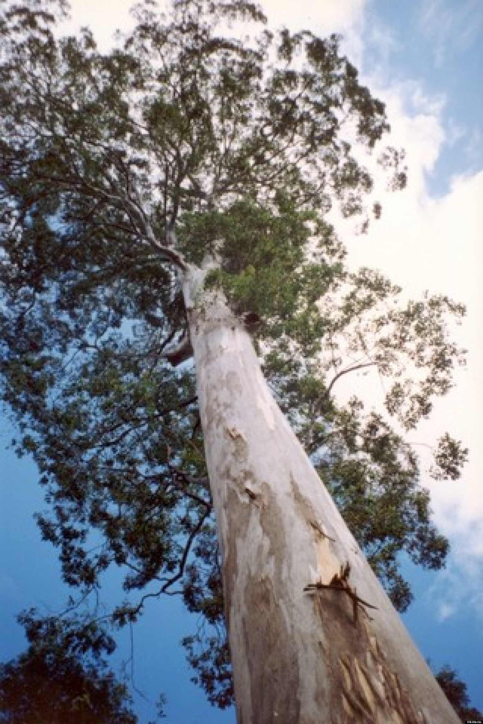 Largest Eucalyptus Deanei In Us Faces A Chain Saw In Santa
