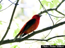 September 11 Bird