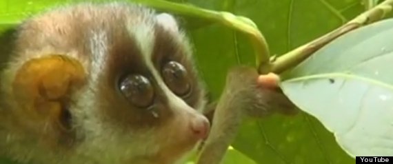 Loris In Underwear