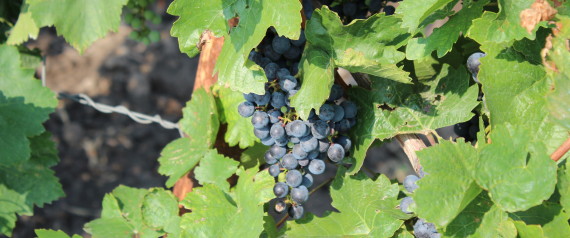 Wine