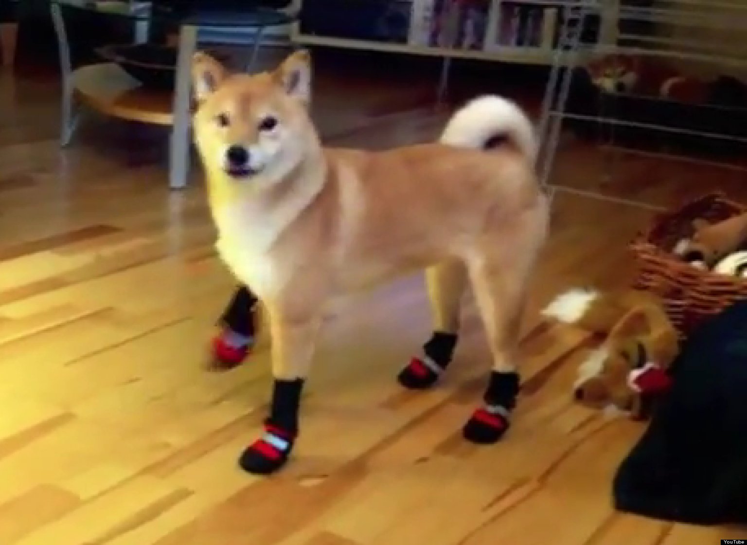 Shiba Inu Does Not Appreciate His New Boots (VIDEO) | HuffPost
