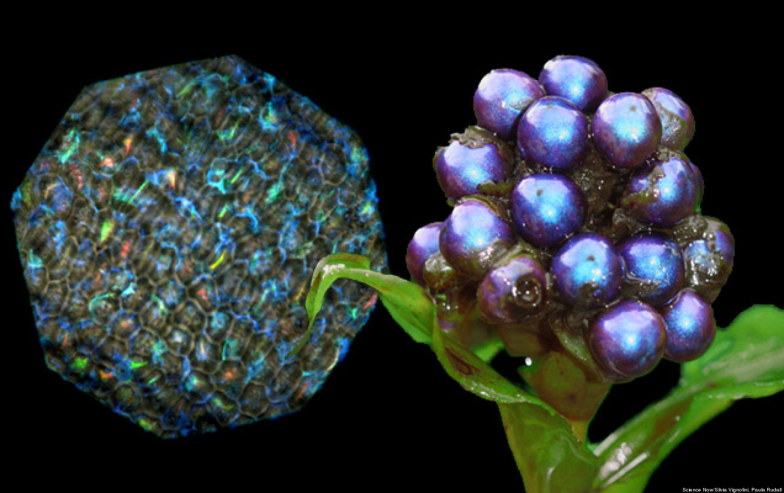 Pollia Condensata Fruit Produces Rainbow Colors, Is Shiniest Living Thing On Earth HuffPost