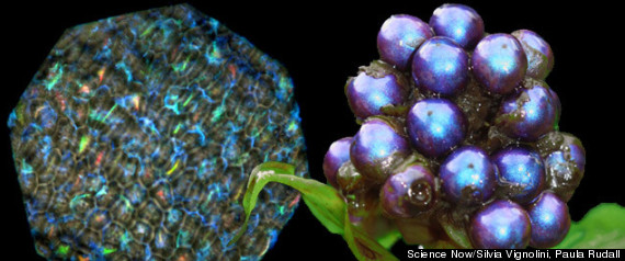 Pollia Condensata Fruit