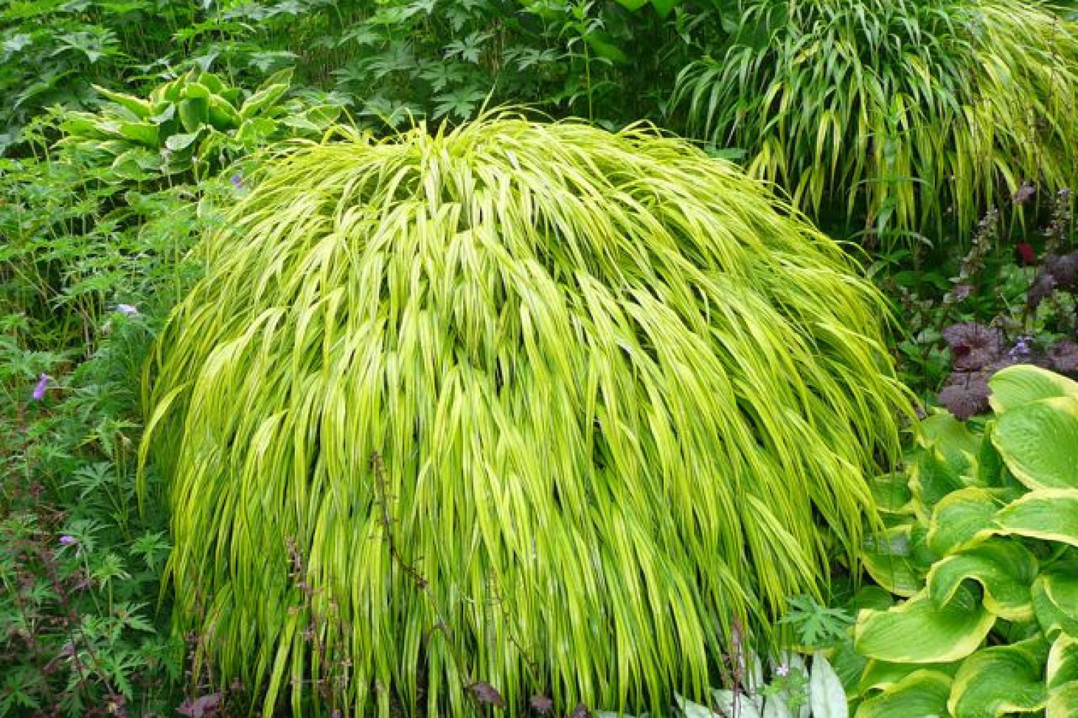Sprout Home Plant Of The Week Japanese Forest Grass Tara Heibel