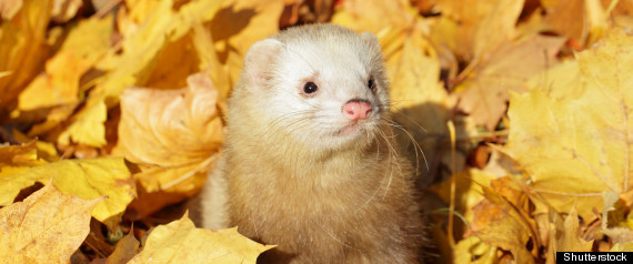 Ferret