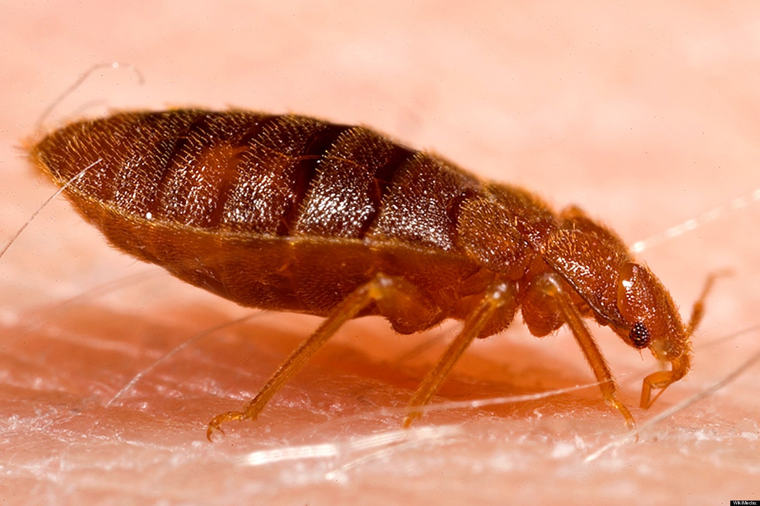Bed Bugs In Alberta Seniors Homes; Officials Say No Reason For Concern