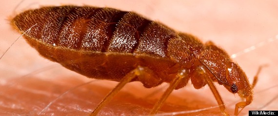 Bed bugs in two Alberta's senior homes but officials say there's no ...