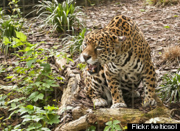 Jaguars Eating