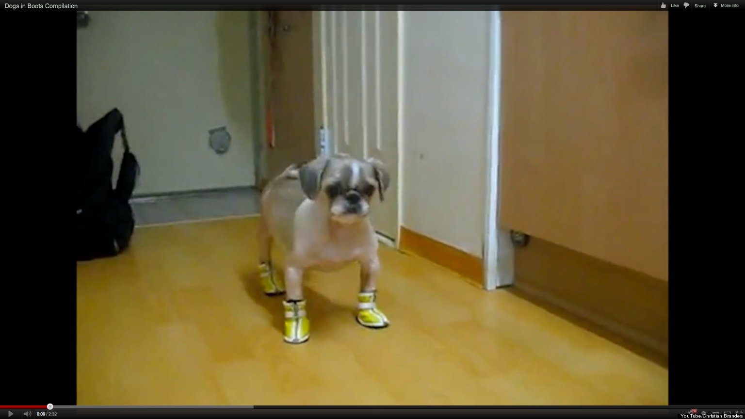 Dogs Wear Boots, Can't Help But Dance (VIDEO) HuffPost
