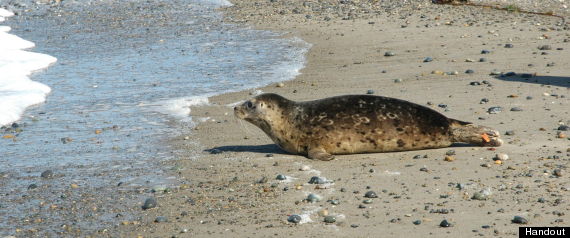 Rescued Seal