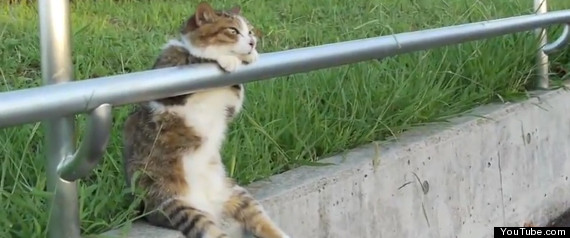 Chilled Out Cat