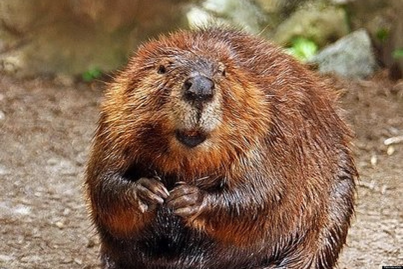 o-BEAVER-facebook.jpg