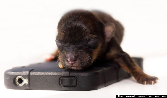 puppy