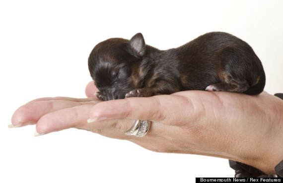 puppy