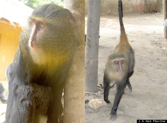 nueva especie de mono 2012
